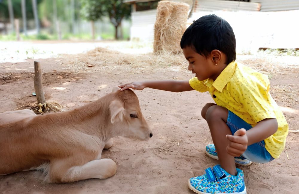 kid-gently-touching-the -calf-1599x1200